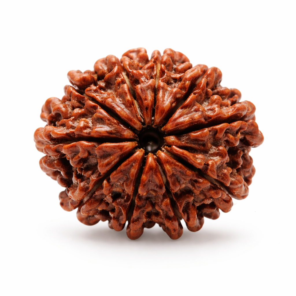 10 Mukhi Rudraksha (Das Mukhi Rudraksha) - Image 2