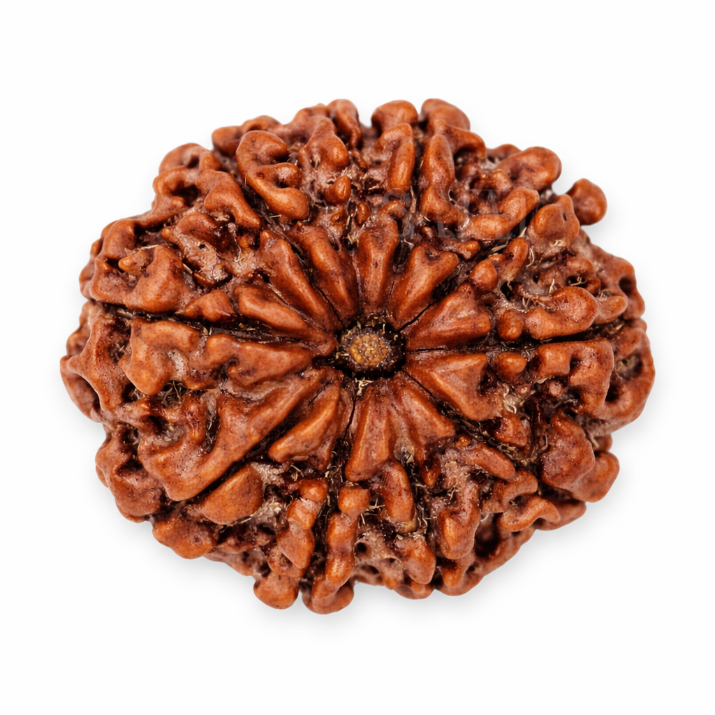 10 Mukhi Rudraksha (Das Mukhi Rudraksha) - Image 4