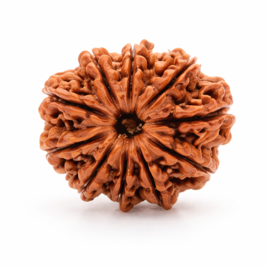 10 Mukhi Rudraksha (Das Mukhi Rudraksha) - Image 3