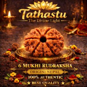 6 Mukhi Rudraksha (Chhah Mukhi Rudraksha)
