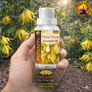 Ylang Ylang Essential Oil